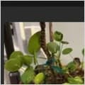 Chinese money plant