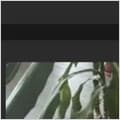 Corn plant