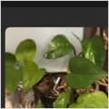 Golden Pothos