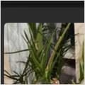 Hardy aloe