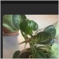 Philodendron 'Birkin'