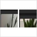 Snake plant