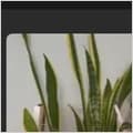 Variegated snake plant